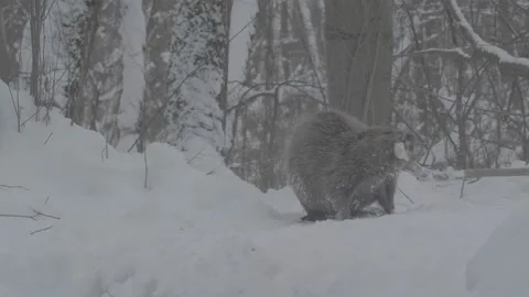 Beaver (Castor fiber) Video stock 164395745