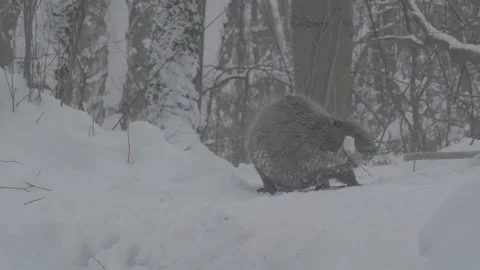 Beaver (Castor fiber) Stock Footage 164395749