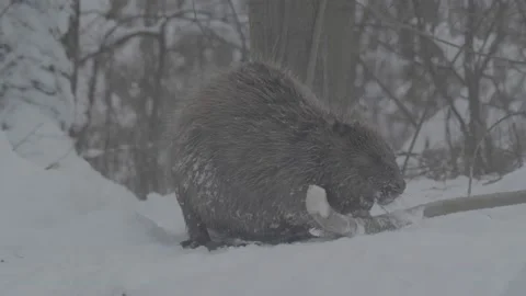 Beaver (Castor fiber) Video stock 164395750