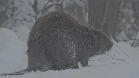 Beaver (Castor fiber) Stock Footage 164395783