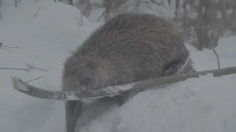 Beaver (Castor fiber) Video stock 164395813