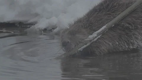 Beaver (Castor fiber) Stock Footage 164395846