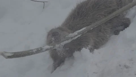 Beaver (Castor fiber) Stock Footage 164395851