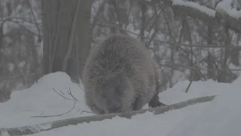 Beaver (Castor fiber) Stock Footage 164395888