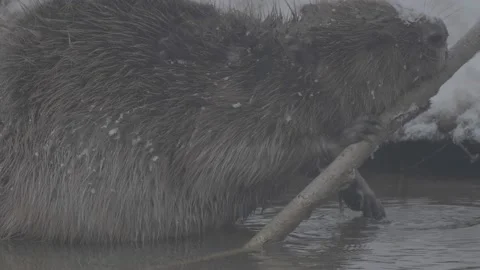 Beaver (Castor fiber) Video stock 164396087