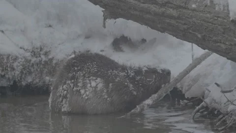 Beaver (Castor fiber) Stock Footage 164396103