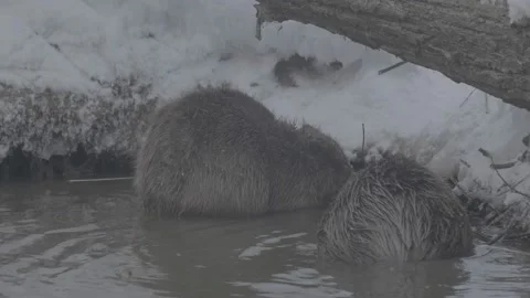 Beaver (Castor fiber) Stock Footage 164396170