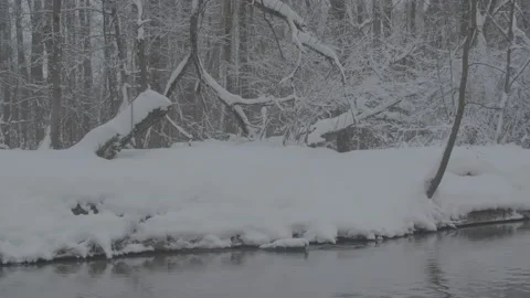 Beaver (Castor fiber) Video stock 164396209