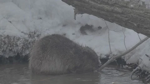 Beaver (Castor fiber) Stock Footage 164396216