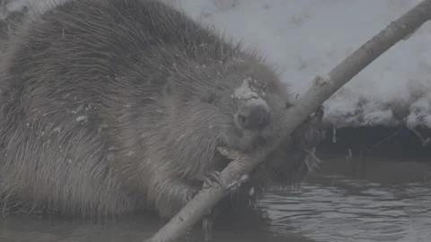 Beaver (Castor fiber) Stock Footage 164396219