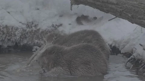 Beaver (Castor fiber) Stock Footage 164396246