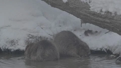 Beaver (Castor fiber) Stock Footage 164396330