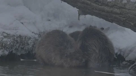 Beaver (Castor fiber) Stock Footage 164396449