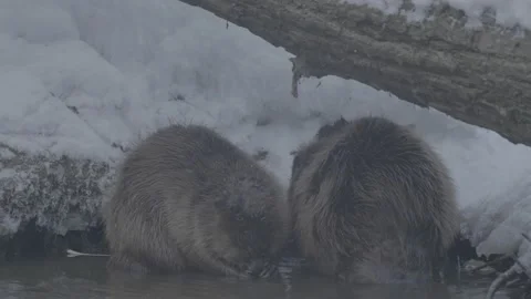 Beaver (Castor fiber) Stock Footage 164396506