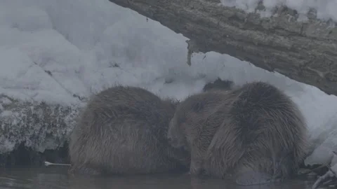 Beaver (Castor fiber) Stock Footage 164396562
