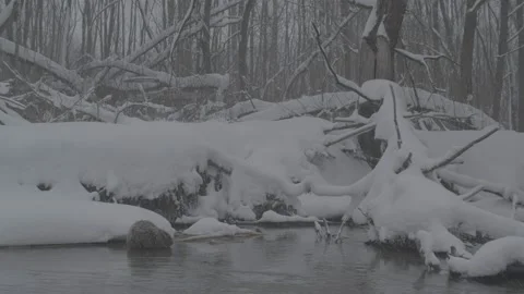Beaver (Castor fiber) Stock Footage 164396710