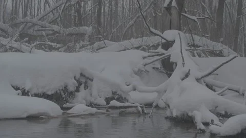 Beaver (Castor fiber) Stock-Footage 164396735