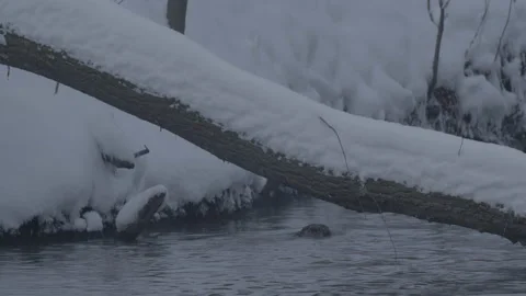 Beaver (Castor fiber) Stock Footage 164396810