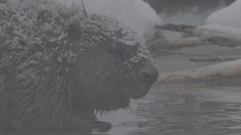 Beaver (Castor fiber) Stock Footage 164396825