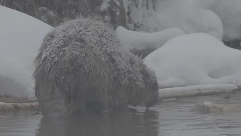 Beaver (Castor fiber) Video stock 164396893
