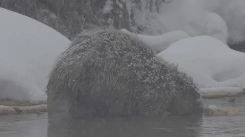 Beaver (Castor fiber) Stock Footage 164396938