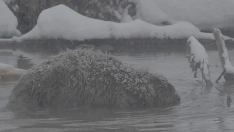 Beaver (Castor fiber) Stock Footage 164396971