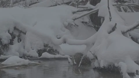 Beaver (Castor fiber) Stock Footage 164397023