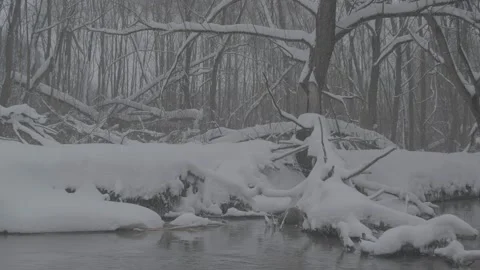Beaver (Castor fiber) Stock Footage 164397131