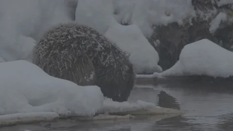 Beaver (Castor fiber) Video stock 164397218