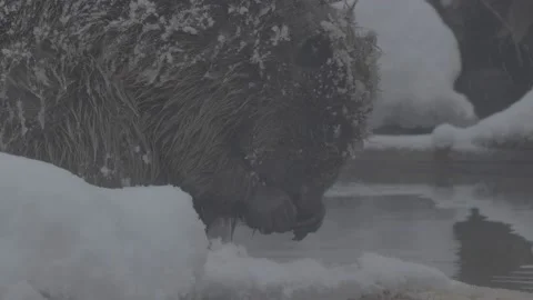 Beaver (Castor fiber) Video stock 164397233