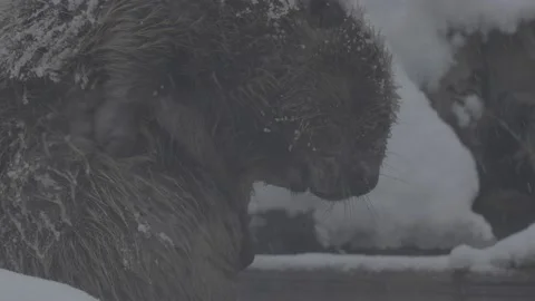 Beaver (Castor fiber) Stock Footage 164397246