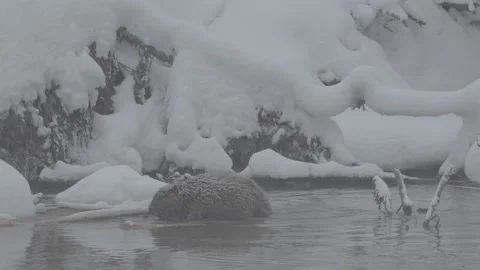 Beaver (Castor fiber) Stock-Footage 164397356