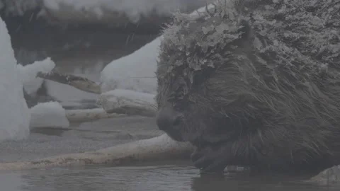 Beaver (Castor fiber) Stock Footage 164397383