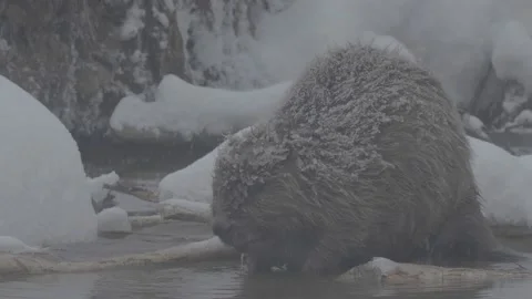 Beaver (Castor fiber) Stock Footage 164397386