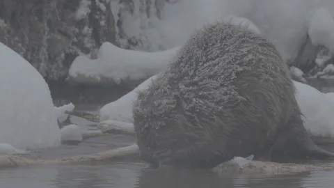 Beaver (Castor fiber) 스톡 동영상 164397390