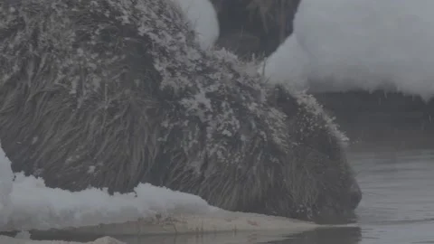 Beaver (Castor fiber) Video stock 164397400