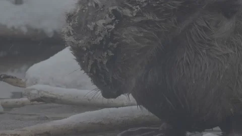 Beaver (Castor fiber) Stock Footage 164397445