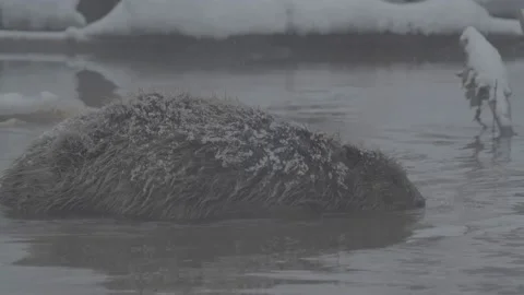 Beaver (Castor fiber) Stock Footage 164397468