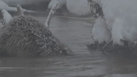 Beaver (Castor fiber) Stock Footage 164397528