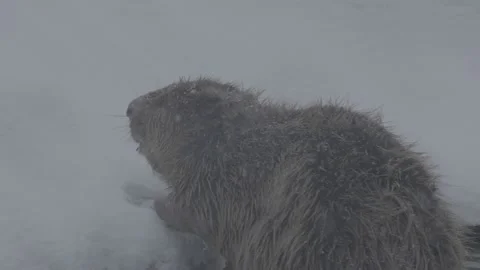 Beaver (Castor fiber) Stock Footage 164397569