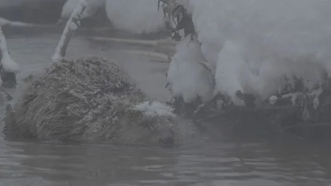 Beaver (Castor fiber) Stock Footage 164397592