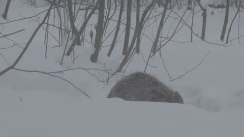 Beaver (Castor fiber) Stock Footage 164397637