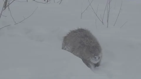 Beaver (Castor fiber) Stock Footage 164397651
