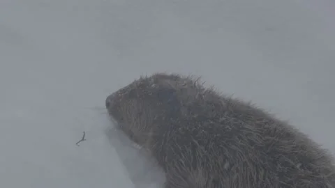 Beaver (Castor fiber) Video stock 164397667