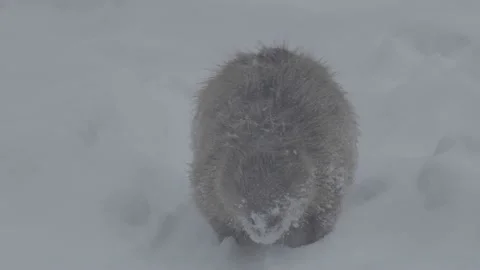 Beaver (Castor fiber) Stock Footage 164397718