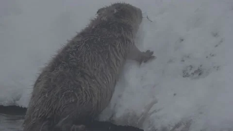Beaver (Castor fiber) Stock Footage 164397722