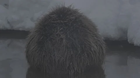 Beaver (Castor fiber) Stock Footage 164397731