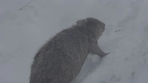 Beaver (Castor fiber) Stock Footage 164397765