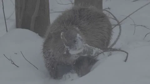 Beaver (Castor fiber) Video stock 164397880