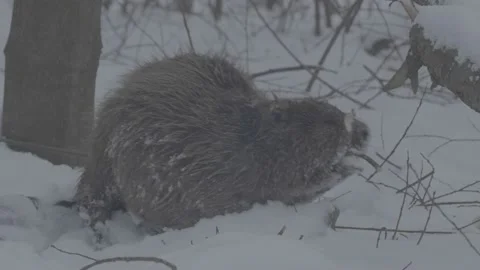Beaver (Castor fiber) Video stock 164397896